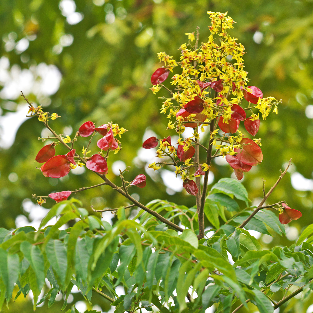 Chinese Flame Tree