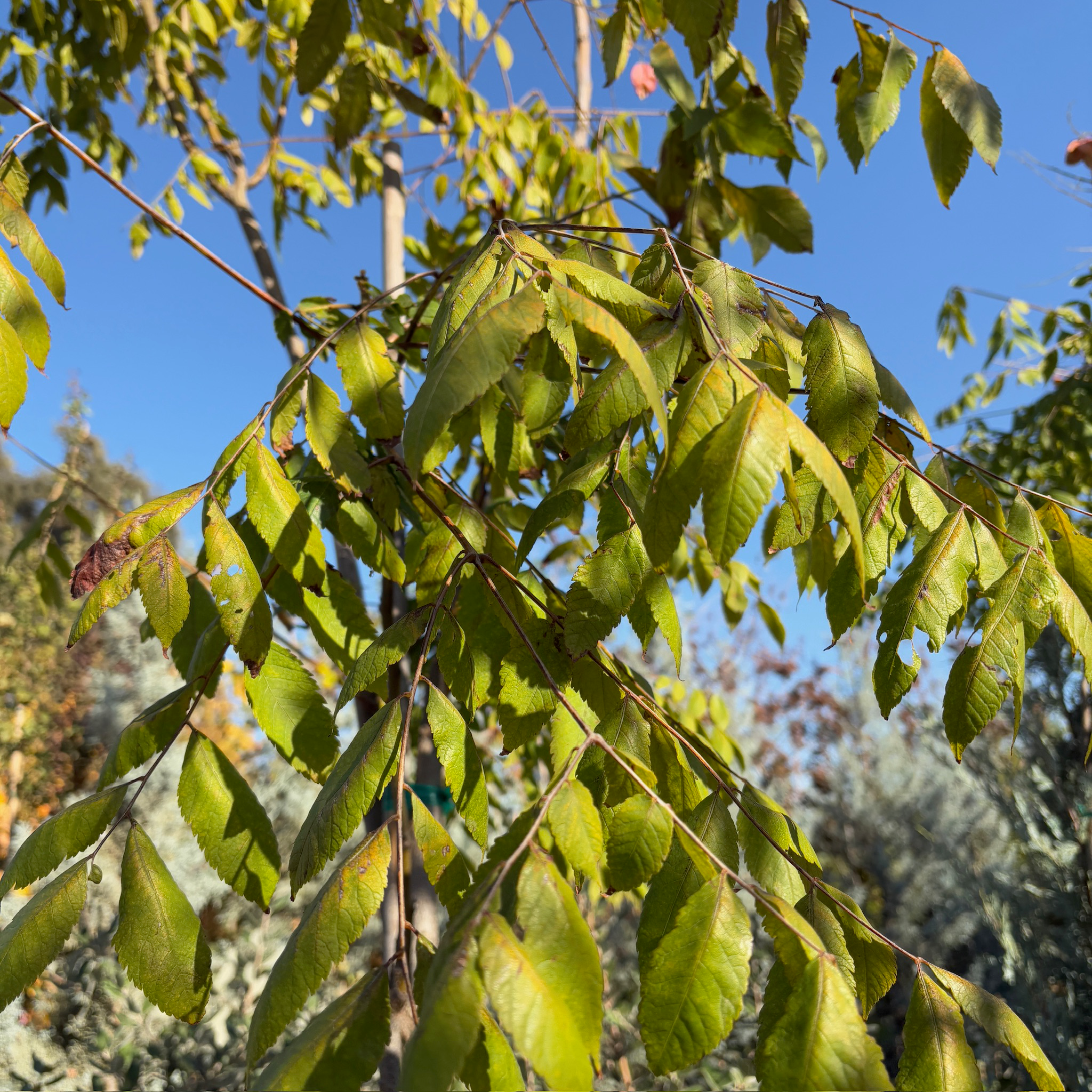 Chinese Flame Tree