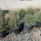 Chinese Fountain Grass