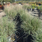 Chinese Fountain Grass