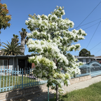Chinese Fringe Tree