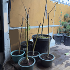 Potted Chinese Hawthorn plants in front of a yellow wall