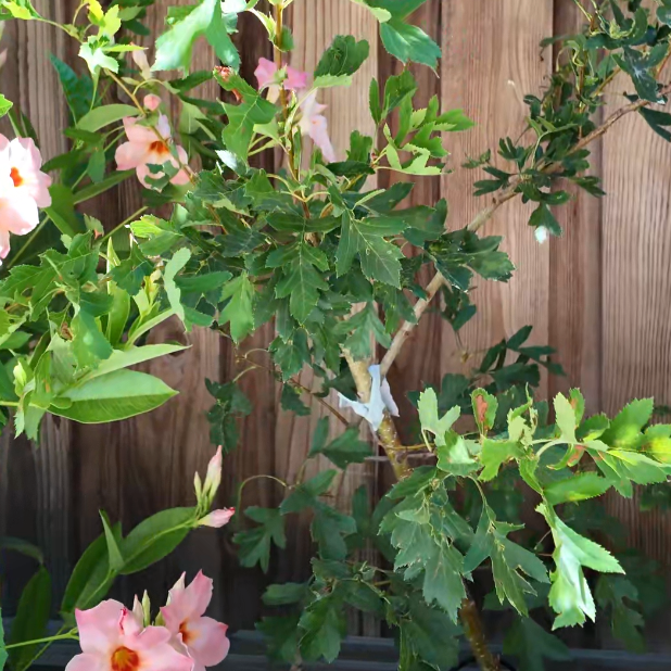 Green Chinese Hawthorn with pink flowers against a wooden fence background