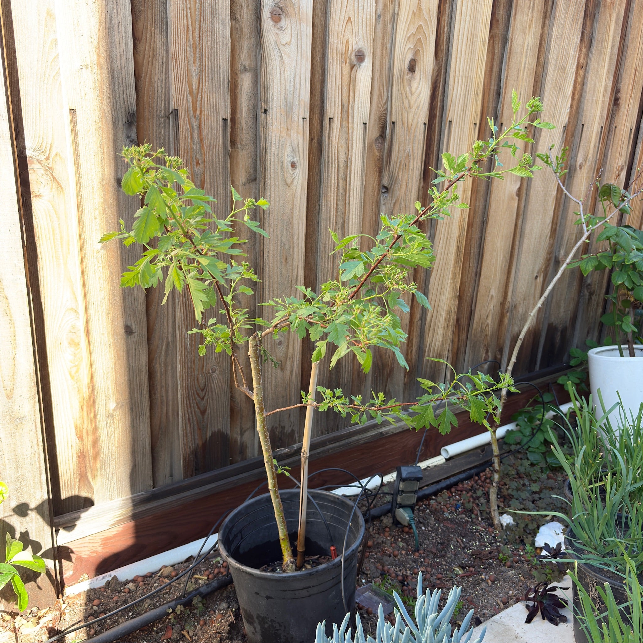 Chinese Hawthorn