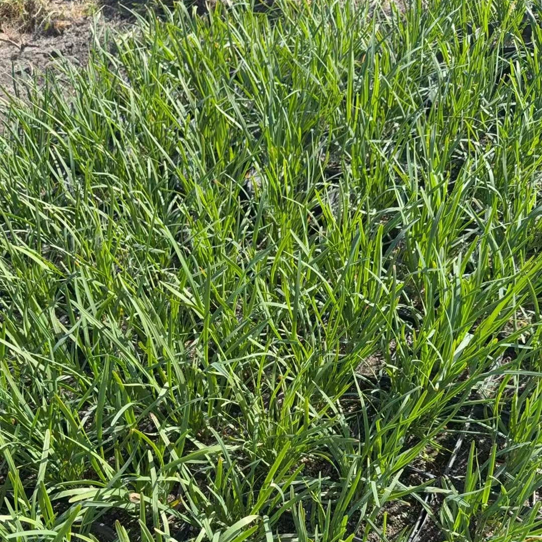 potted chinese leek in a #2 pot with a natural background