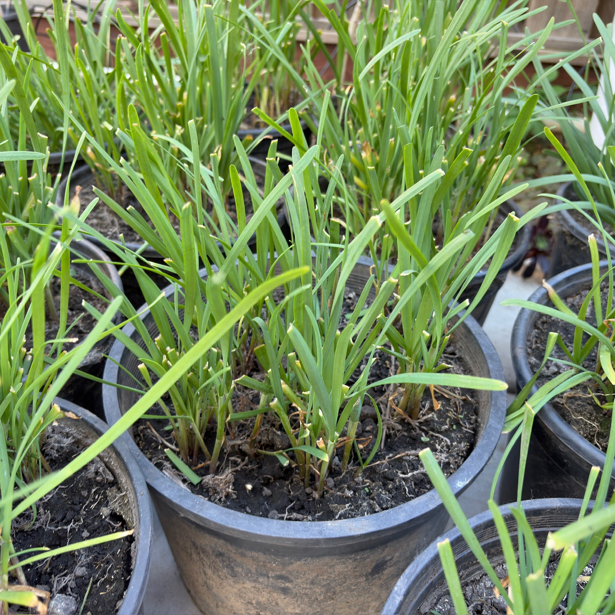 Chinese Leek