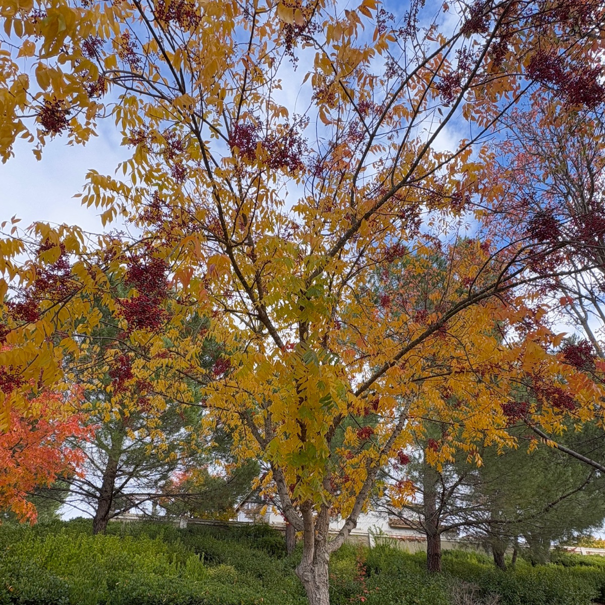 Chinese Pistache Tree with autumn foliage and berries against a blue sky