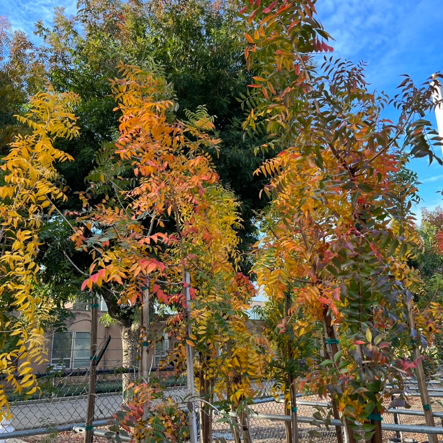 Chinese Pistache Tree with autumn foliage in a residential area