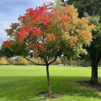 Chinese Pistache Tree with red and green leaves in a park with playground equipment and people in the background.