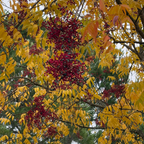 Chinese Pistache Tree with red berries and yellow leaves