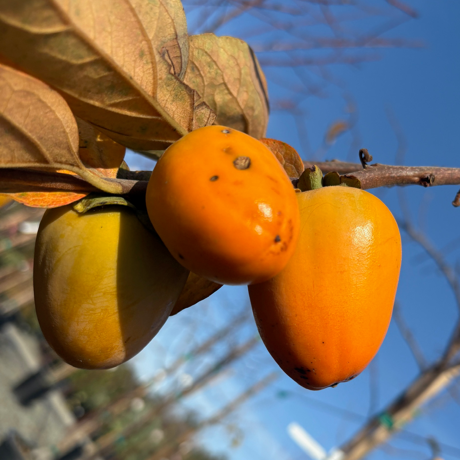 Chocolate Persimmon