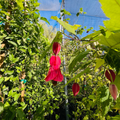  Chon's Salmon Flowering Maple