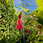  Chon's Salmon Flowering Maple