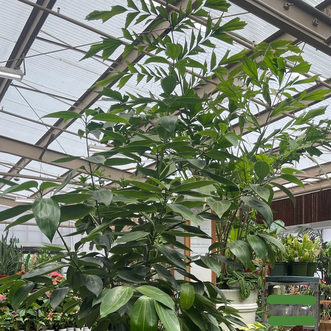 cinnamon on house plants Cinnamon Tree Plant