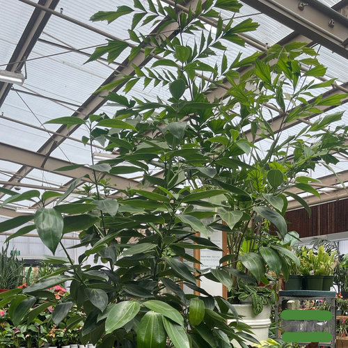 where to buy cinnamon plant Cinnamon Tree Plant