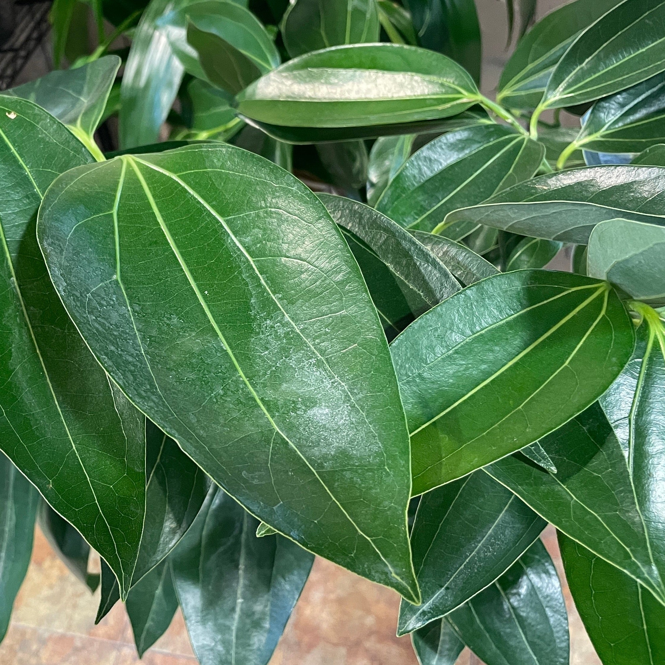 cinnamon tree plant Cinnamon Tree Plant