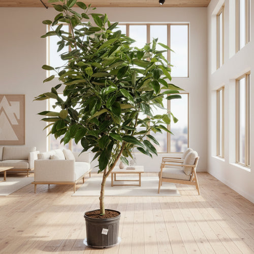 Cinnamon Tree Plant