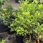 Citrus 'Calamondin'
