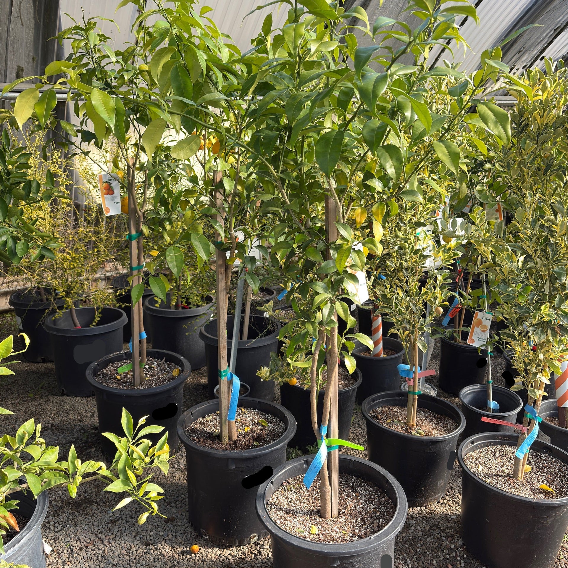 Citrus Yuzu Tree