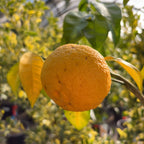 Citrus Yuzu