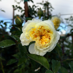 Claire Austin Climbing Rose