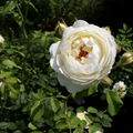 Claire Austin Climbing Rose