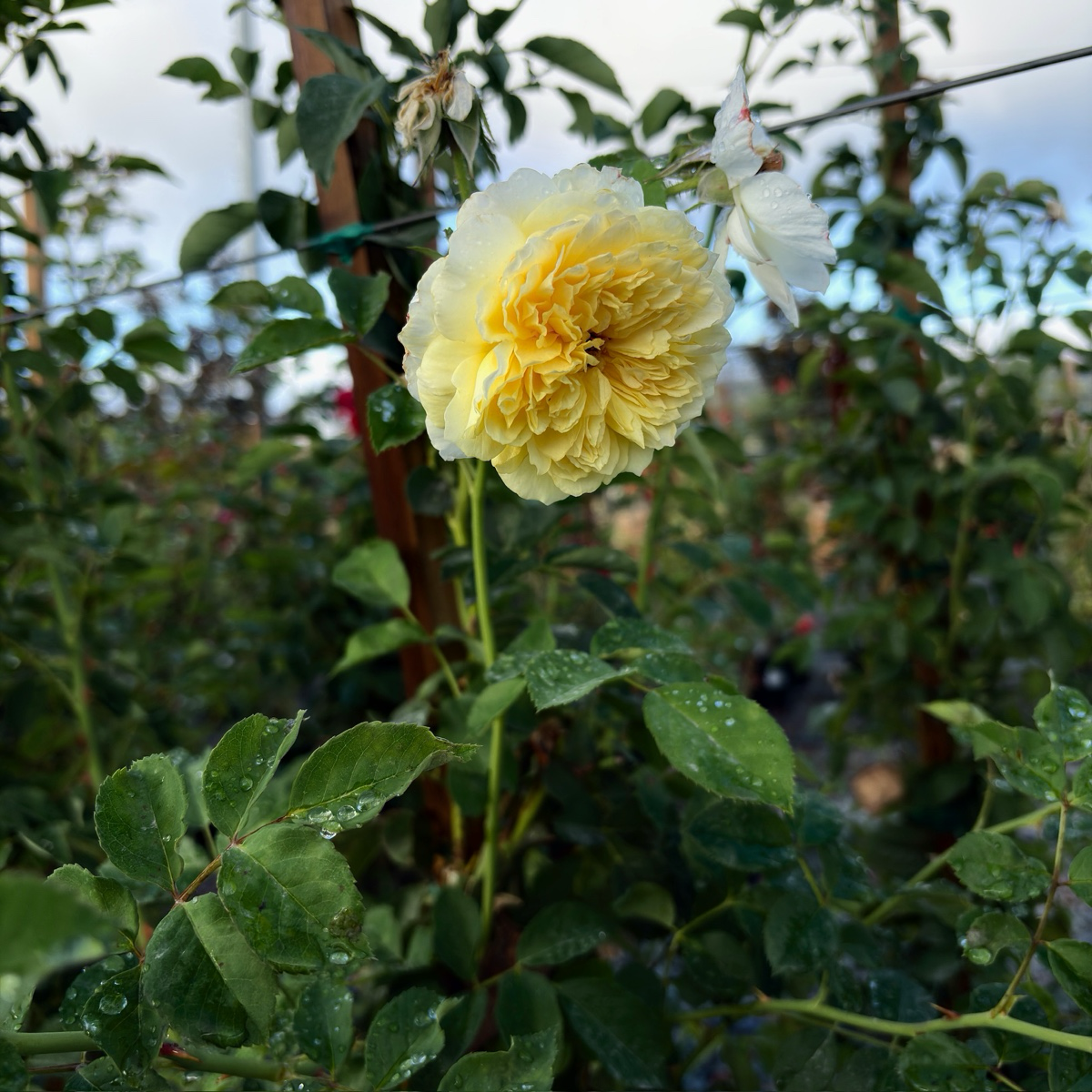 Claire Austin Climbing Rose