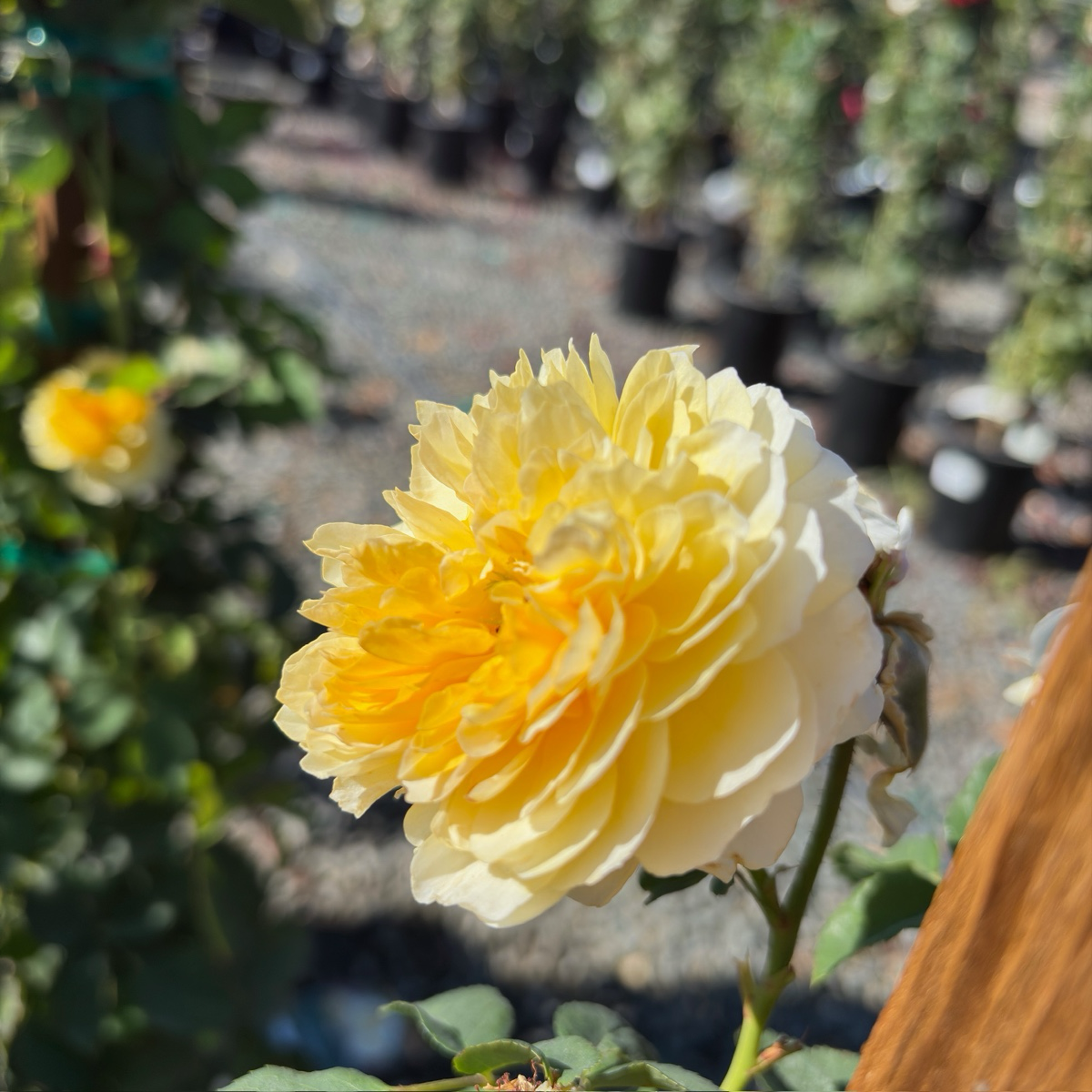 Claire Austin Climbing Rose