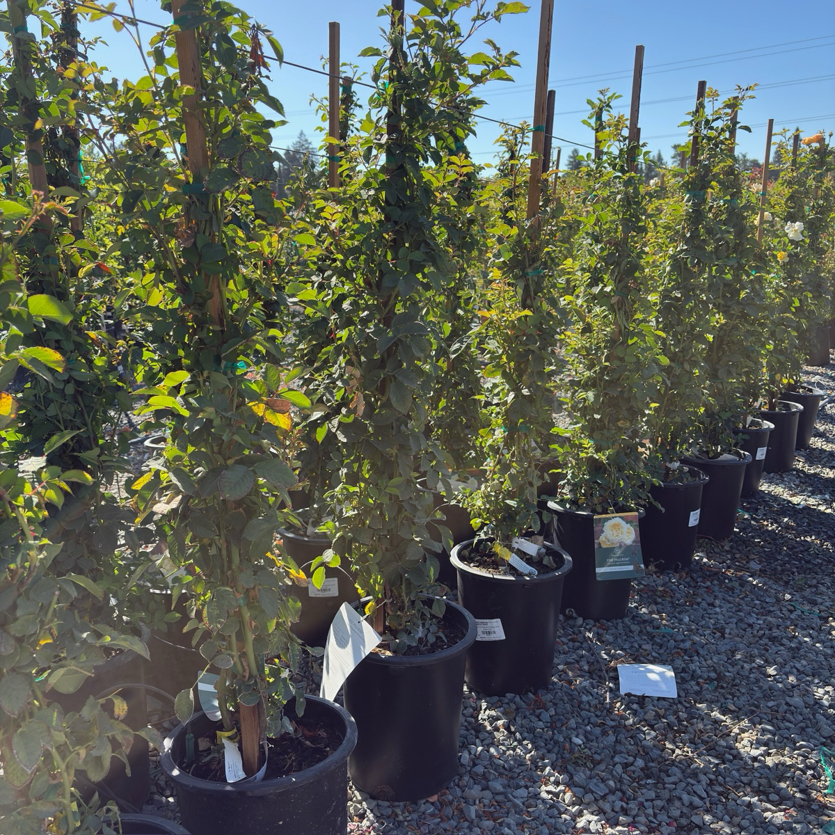 Claire Austin Climbing Rose