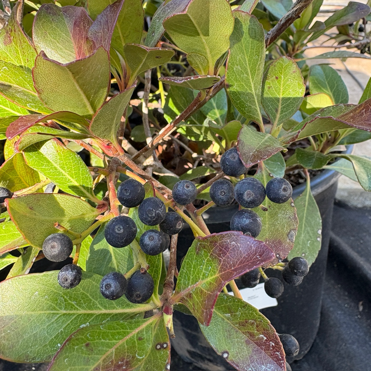 Clara White Indian Hawthorn