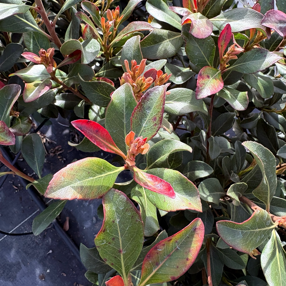 Clara White Indian Hawthorn