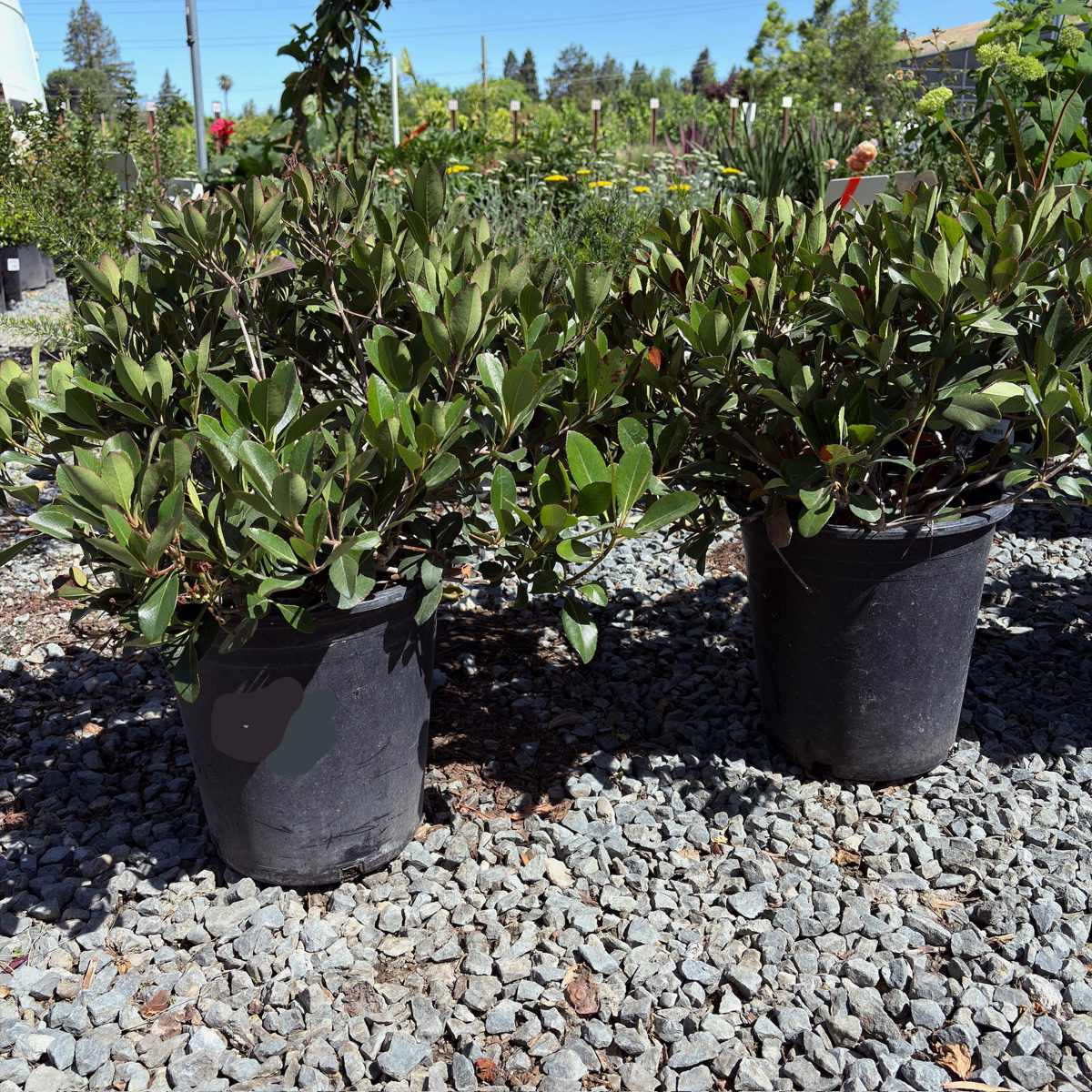 Clara White Indian Hawthorn