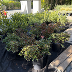 Clara White Indian Hawthorn