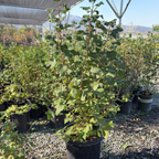 Claremont Pink Flowering Currant