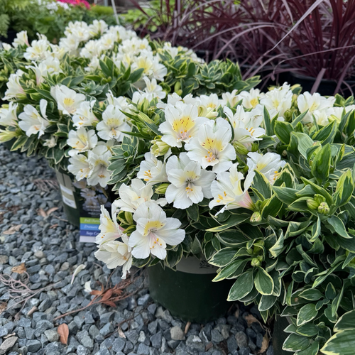 Claressa Colorita Alstroemeria | Compact Peruvian Lily – Victory