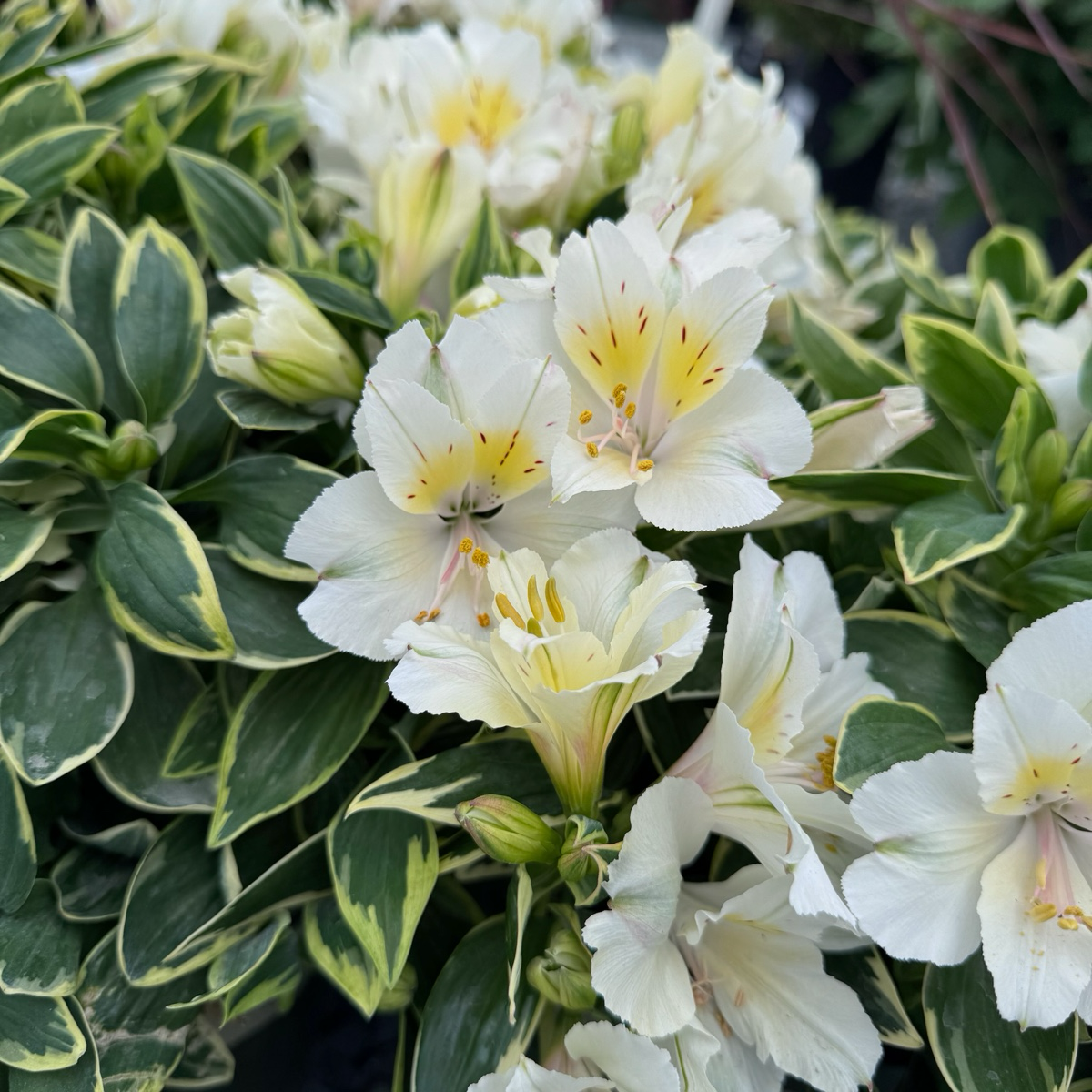 white princess lily Claressa Colorita Alstroemeria