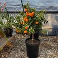 Clementine Mandarin