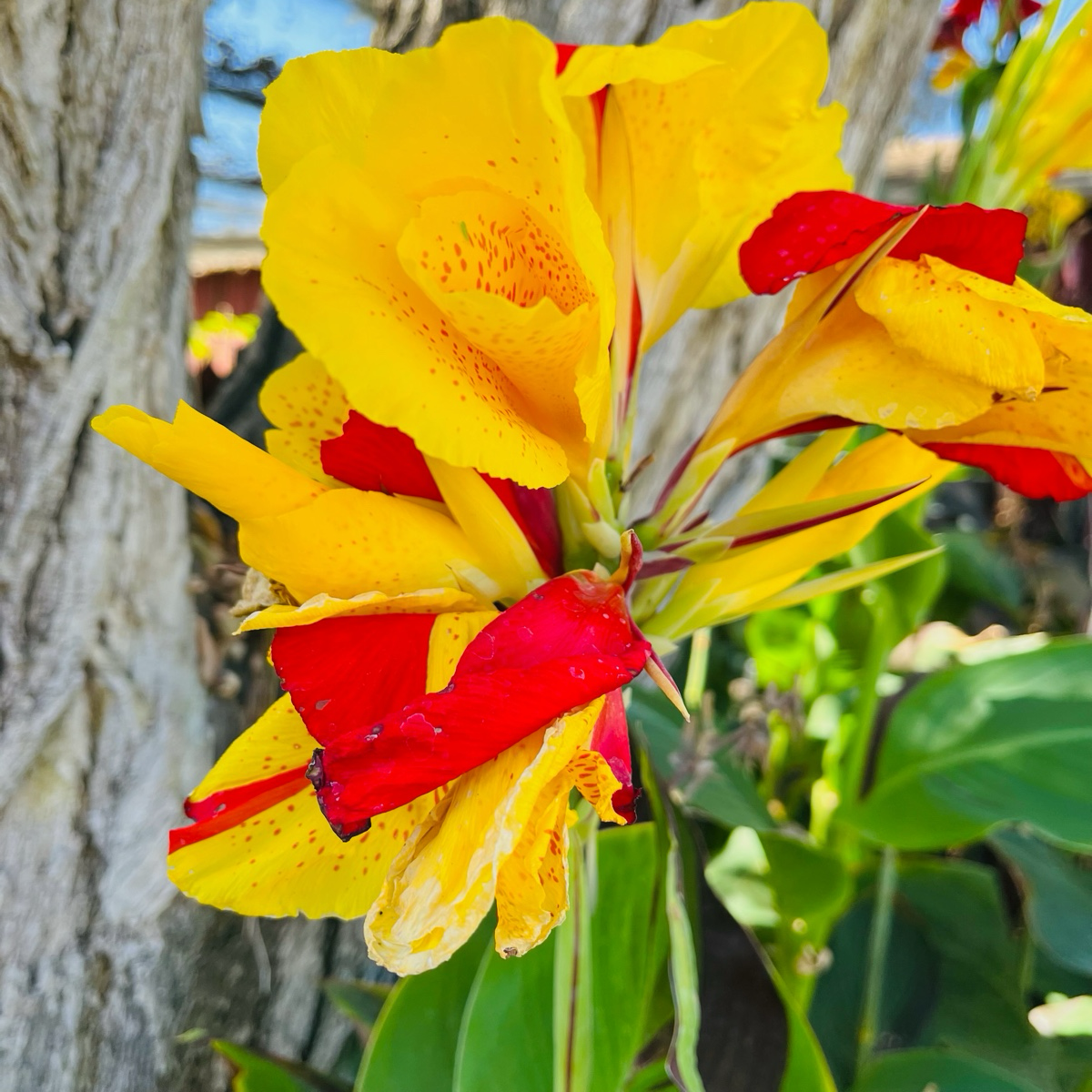 Cleopatra Canna Lily