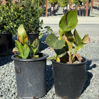 Cleopatra Canna Lily