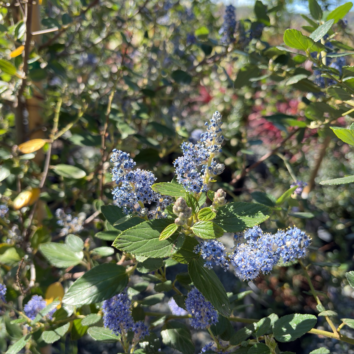 Cliff Schmidt California Tree Lilac