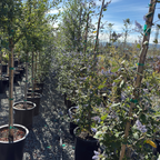 Cliff Schmidt California Tree Lilac