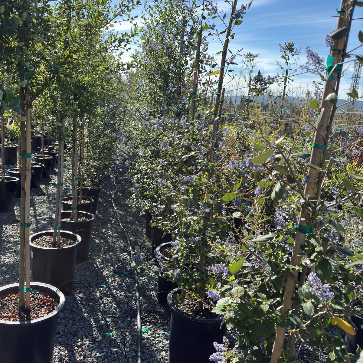Cliff Schmidt California Tree Lilac