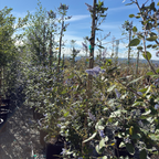 Cliff Schmidt California Tree Lilac