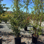 Cliff Schmidt California Tree Lilac