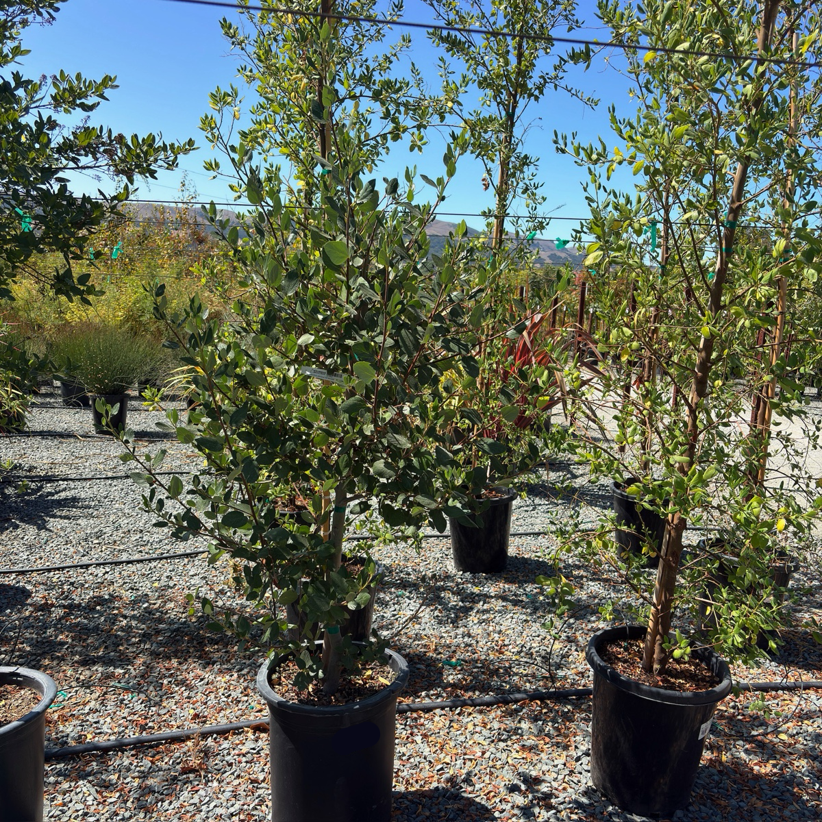 Cliff Schmidt California Tree Lilac