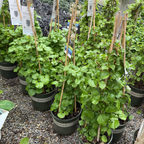 Climbing Hydrangea