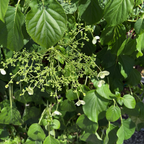 Climbing Hydrangea