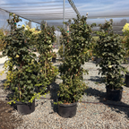 Climbing Hydrangea