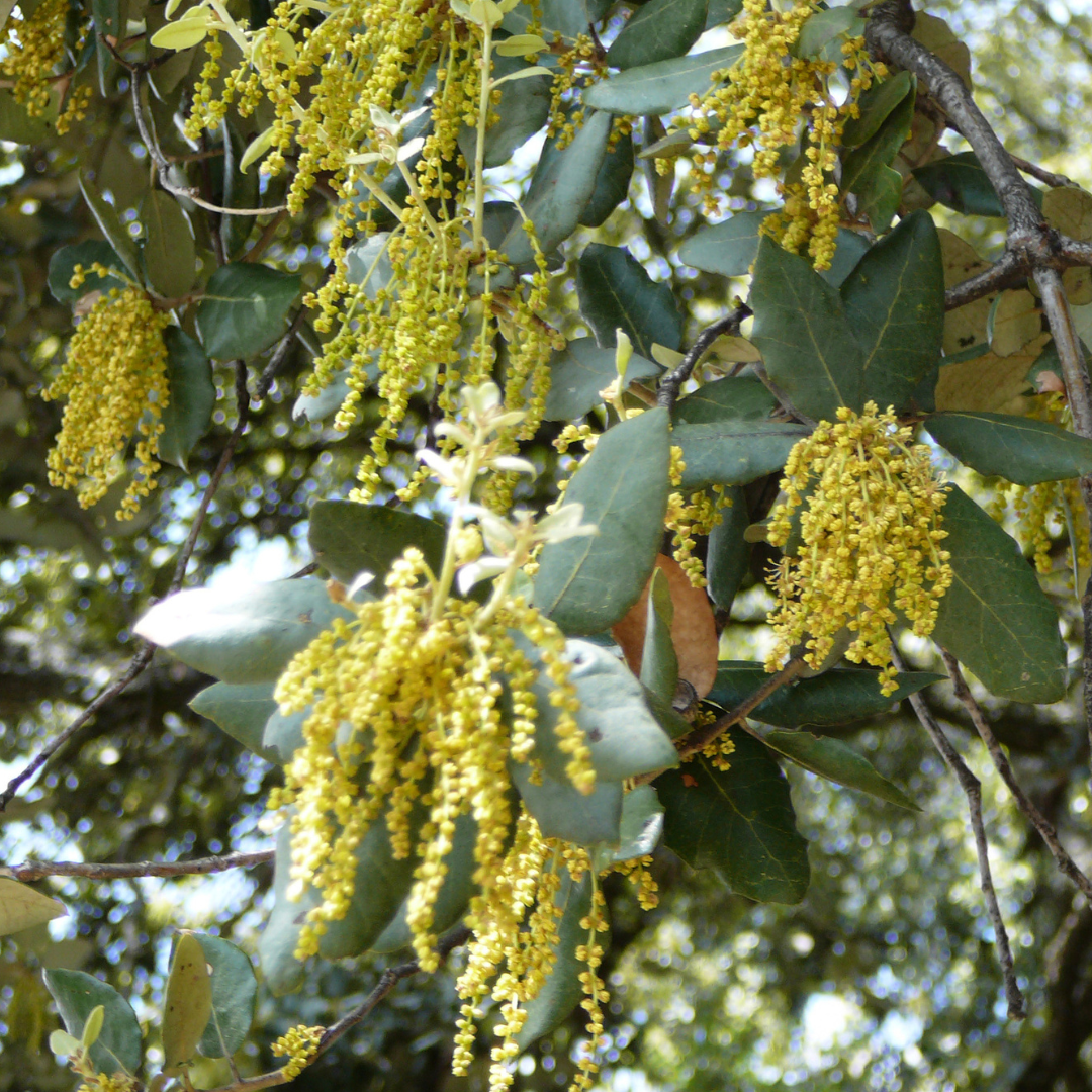Coast Live Oak