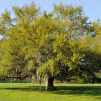 Coast Live Oak